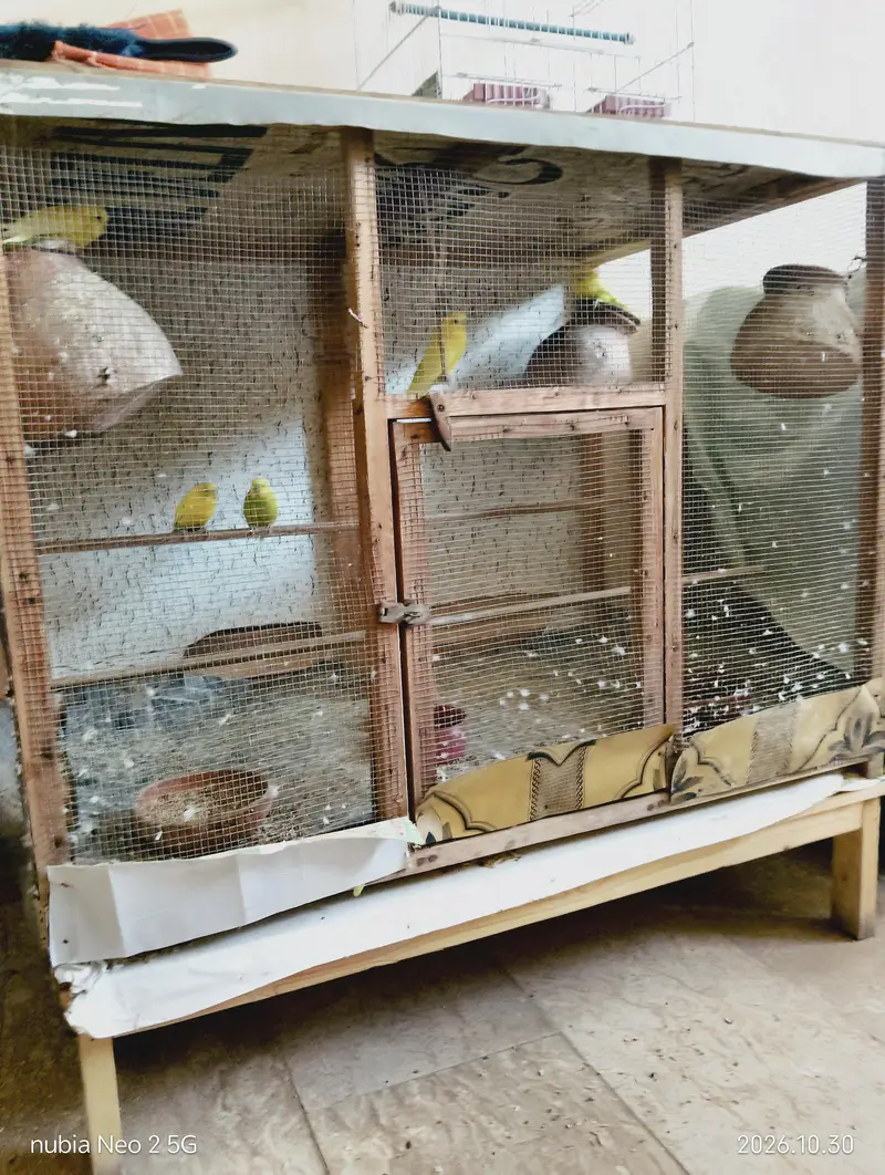 Big Size Bird Cage with Parrots — photo 6