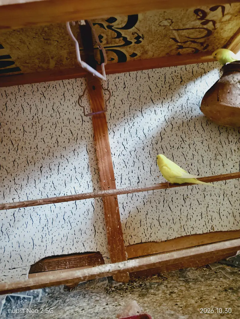 Big Size Bird Cage with Parrots — photo 7