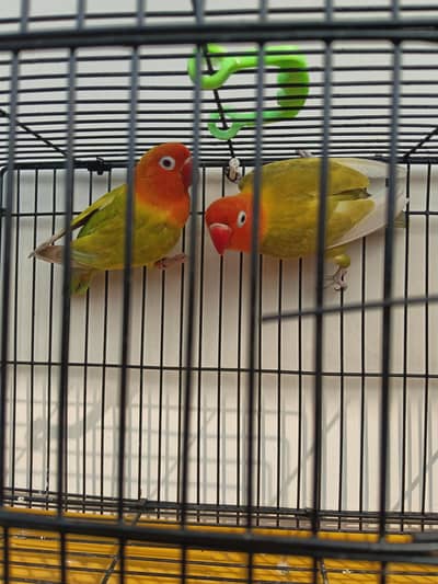 love birds pair for sale