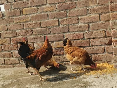dasi hen egg wali