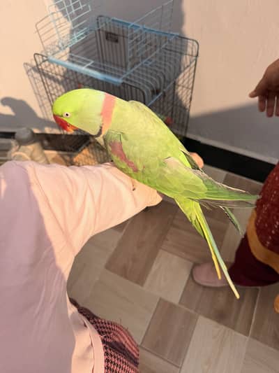 Male parrot for sale with cage
