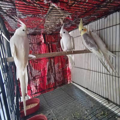 Beautiful Cockatiels 4 Birds 2 Hand Tame, Active Whistlers