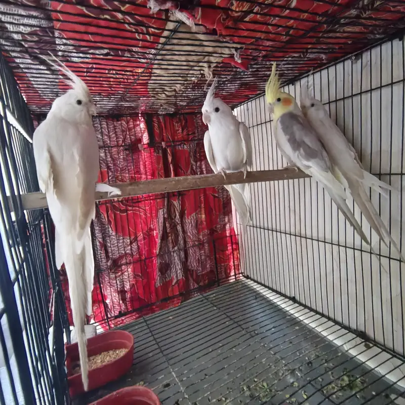 Beautiful Cockatiels 4 Birds 2 Hand Tame, Active Whistlers