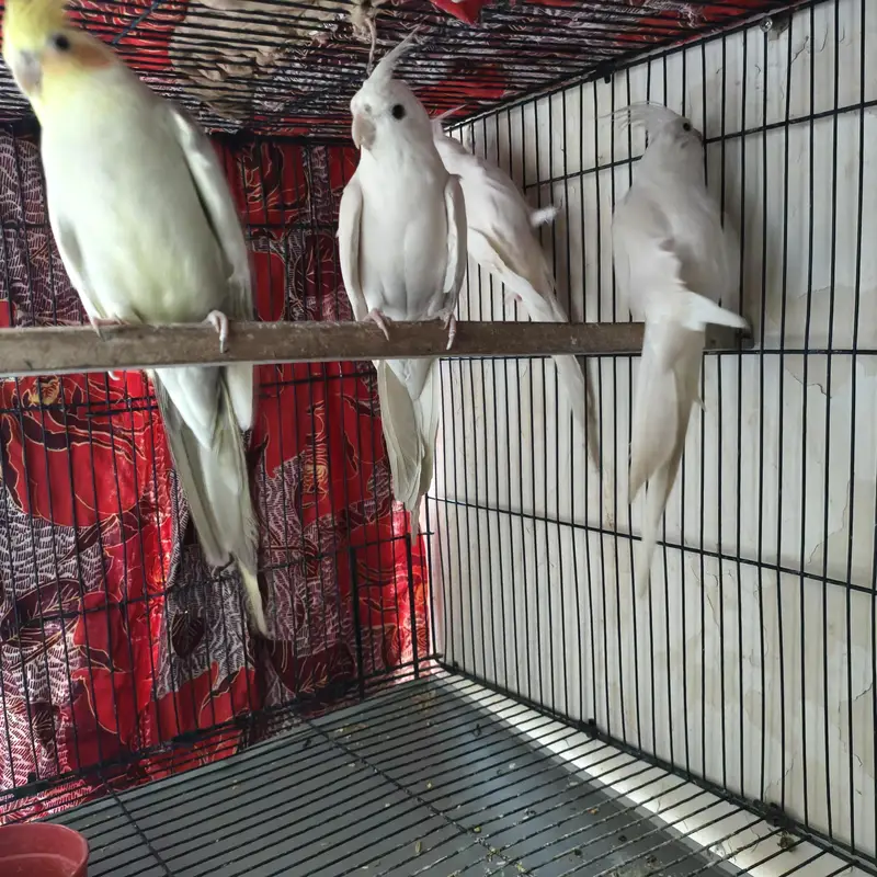 Beautiful Cockatiels 4 Birds 2 Hand Tame, Active Whistlers — photo 2