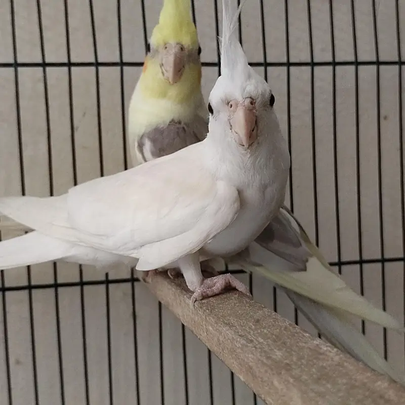 Beautiful Cockatiels 4 Birds 2 Hand Tame, Active Whistlers — photo 4