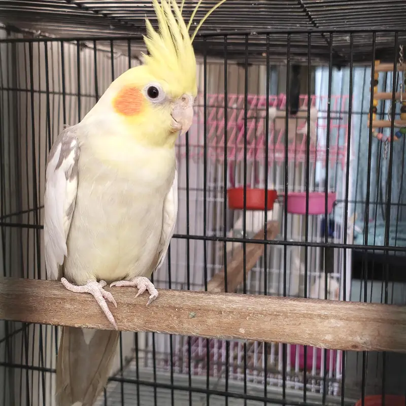 Beautiful Cockatiels 4 Birds 2 Hand Tame, Active Whistlers — photo 5