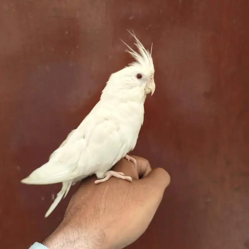 Beautiful Cockatiels 4 Birds 2 Hand Tame, Active Whistlers — photo 8