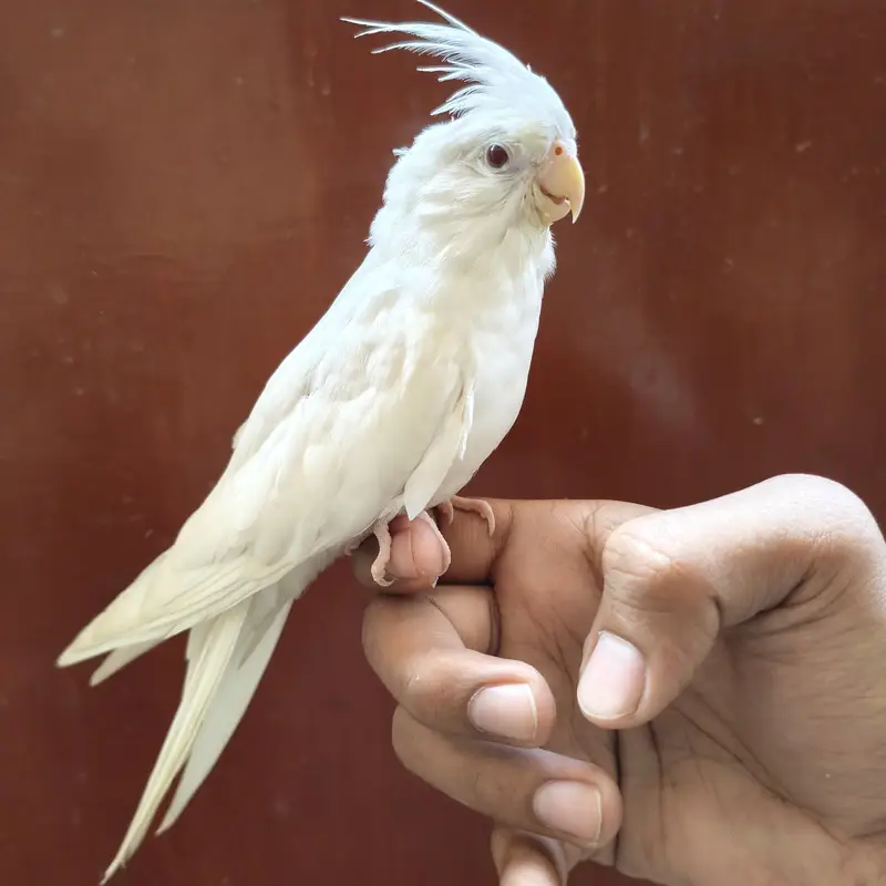 Beautiful Cockatiels 4 Birds 2 Hand Tame, Active Whistlers — photo 9
