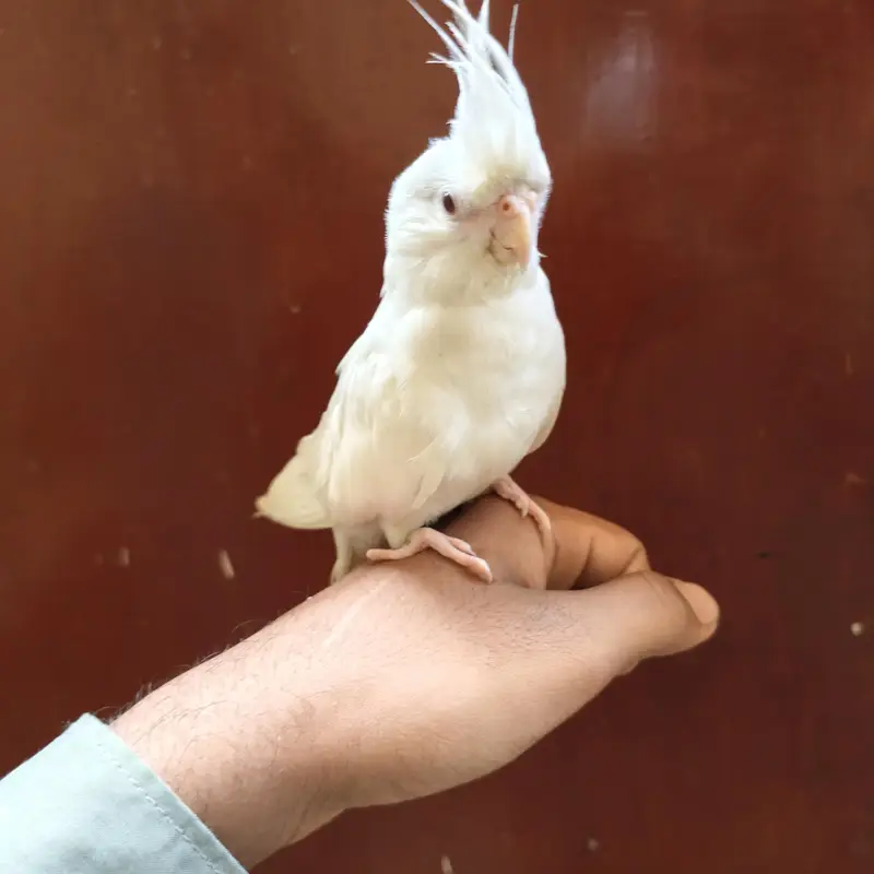 Beautiful Cockatiels 4 Birds 2 Hand Tame, Active Whistlers — photo 10