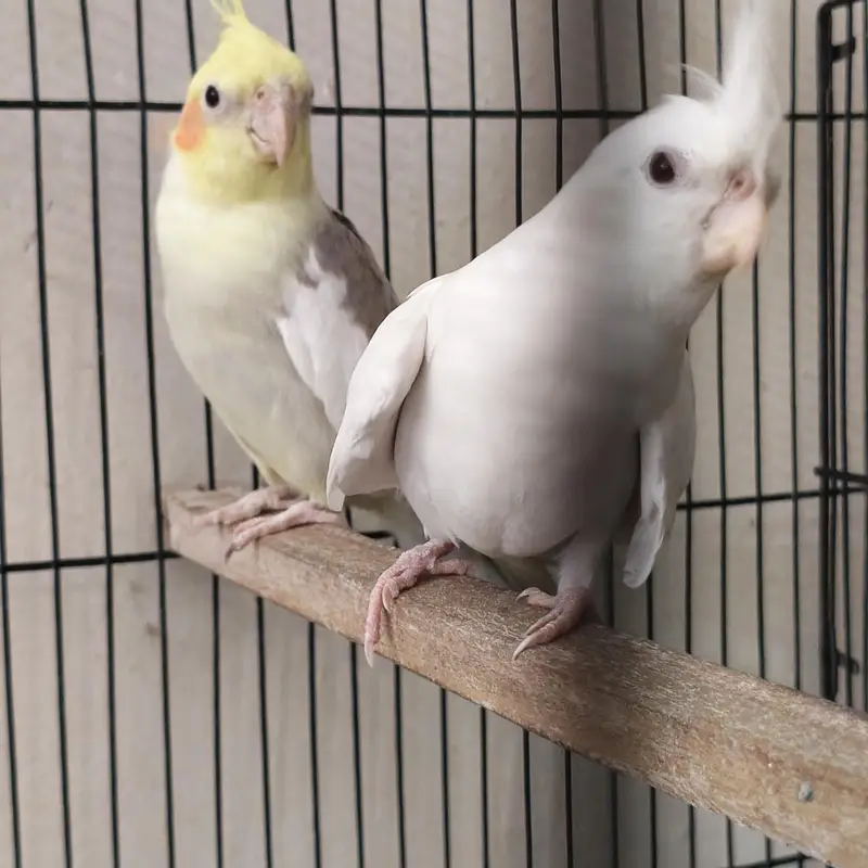 Beautiful Cockatiels 4 Birds 2 Hand Tame, Active Whistlers — photo 11