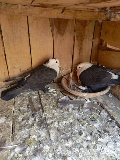 karblai breeder pair