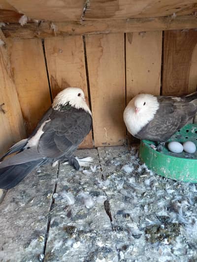 karblai breeder pair