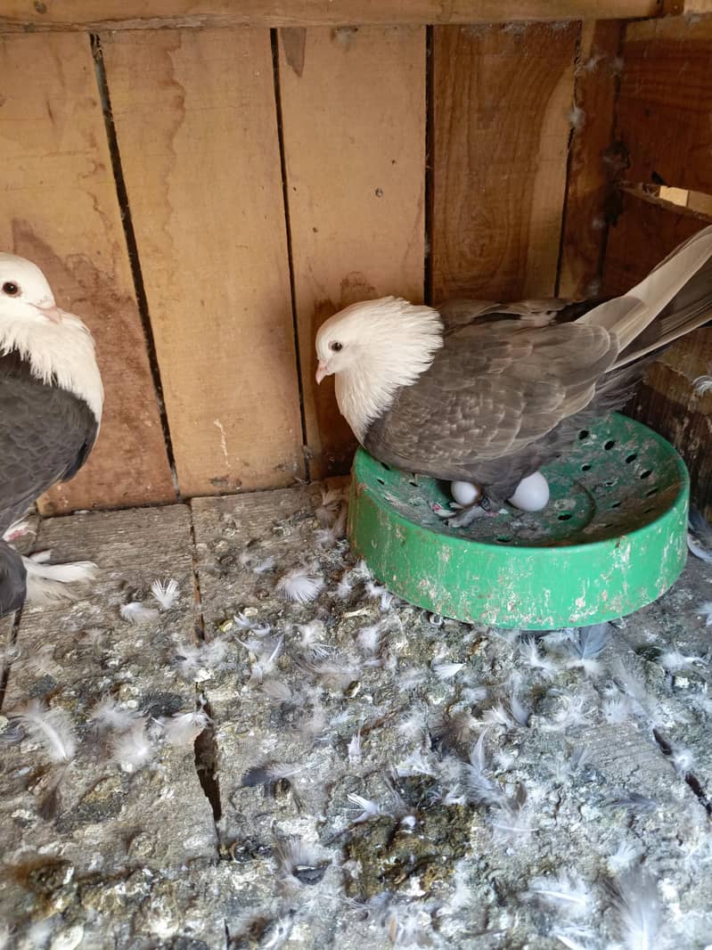 karblai breeder pair 6