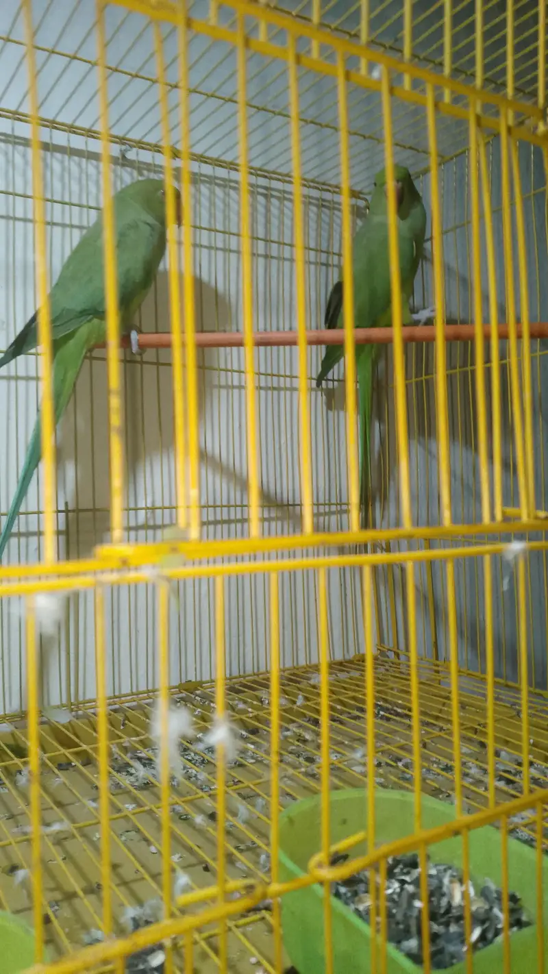 full breeders femels for sale per female final 4150