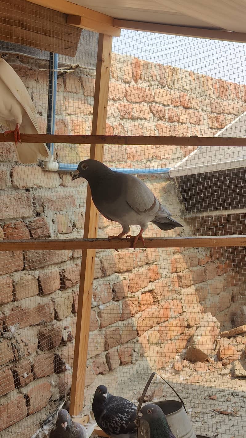 16 kabootar 1