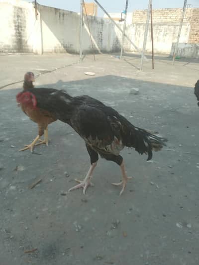 PURE ASEEL SALETAA