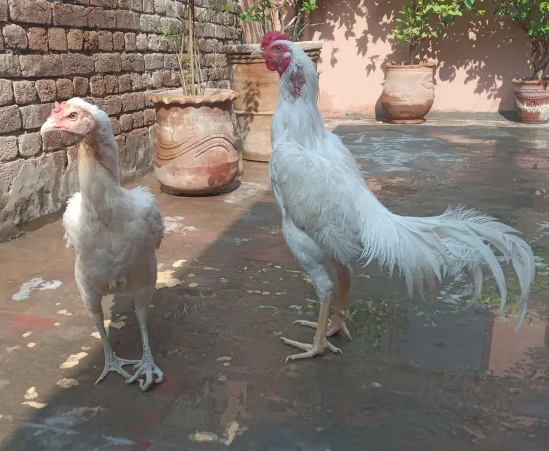White Aseel breader pair for sale — photo 2