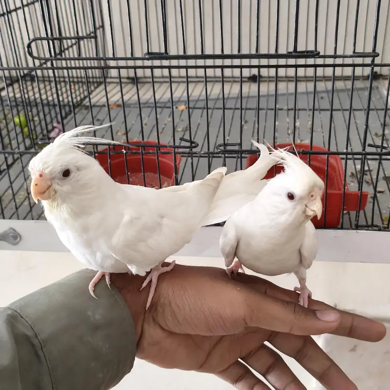 4 Beautiful Cockatiels  2 Hand Tame, Active Whistlers