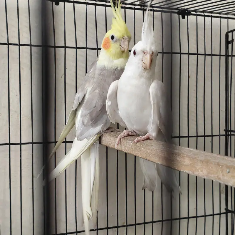 4 Beautiful Cockatiels  2 Hand Tame, Active Whistlers — photo 2