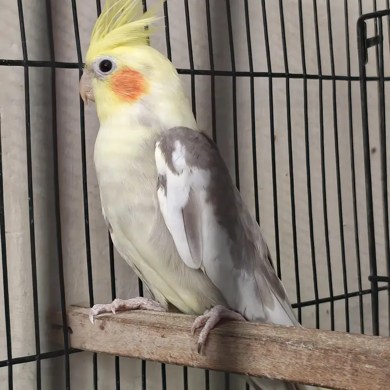 4 Beautiful Cockatiels  2 Hand Tame, Active Whistlers — photo 3