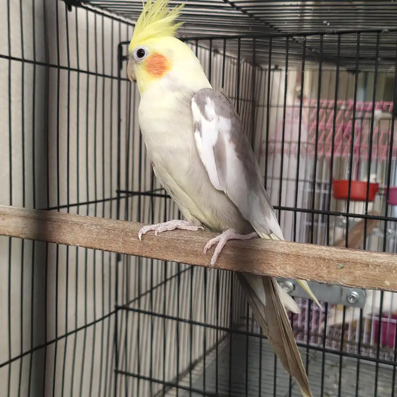 4 Beautiful Cockatiels  2 Hand Tame, Active Whistlers — photo 4