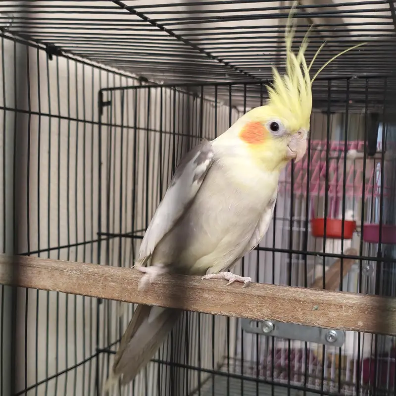 4 Beautiful Cockatiels  2 Hand Tame, Active Whistlers — photo 5