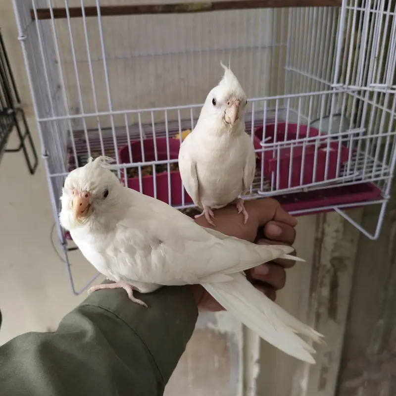 4 Beautiful Cockatiels  2 Hand Tame, Active Whistlers — photo 6