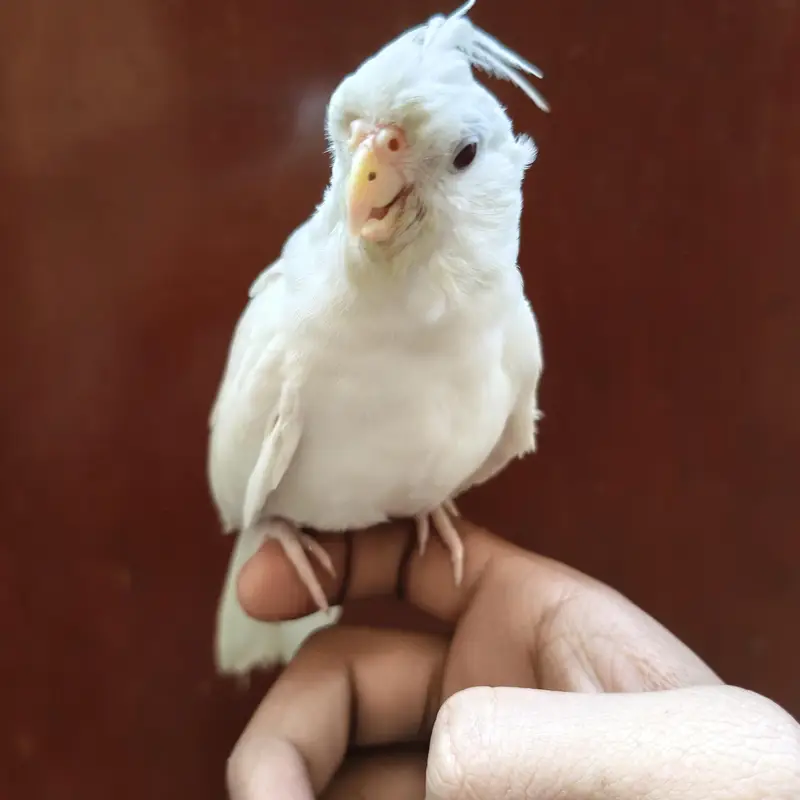 4 Beautiful Cockatiels  2 Hand Tame, Active Whistlers — photo 7