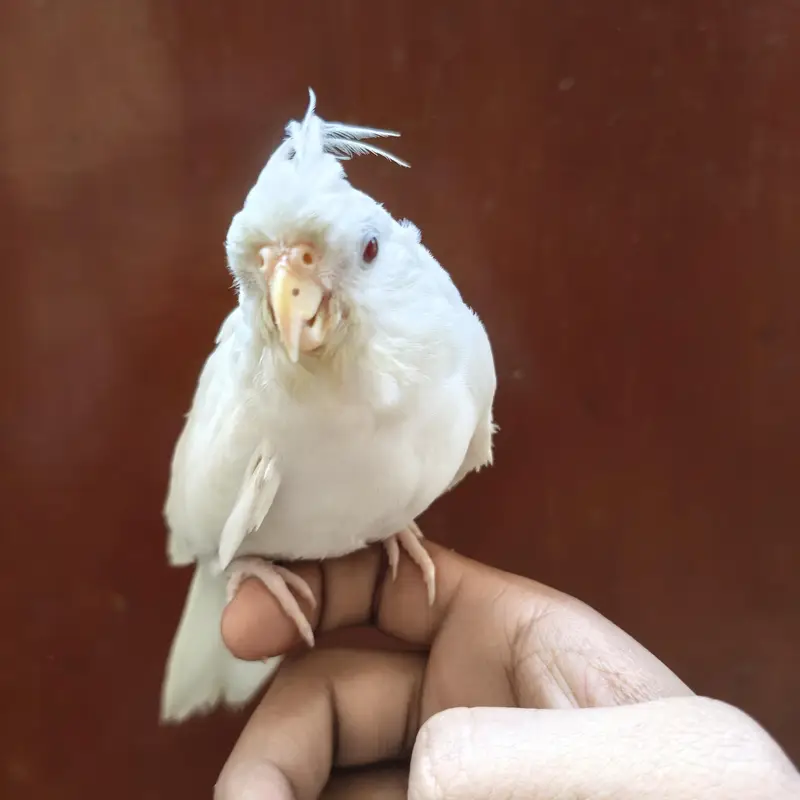 4 Beautiful Cockatiels  2 Hand Tame, Active Whistlers — photo 8