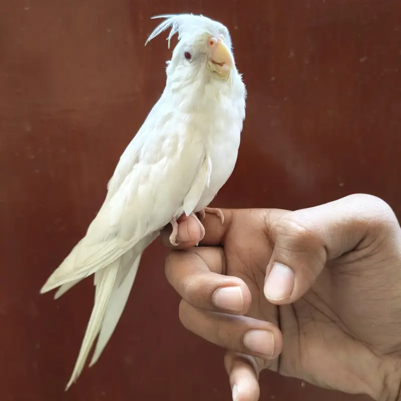 4 Beautiful Cockatiels  2 Hand Tame, Active Whistlers — photo 11