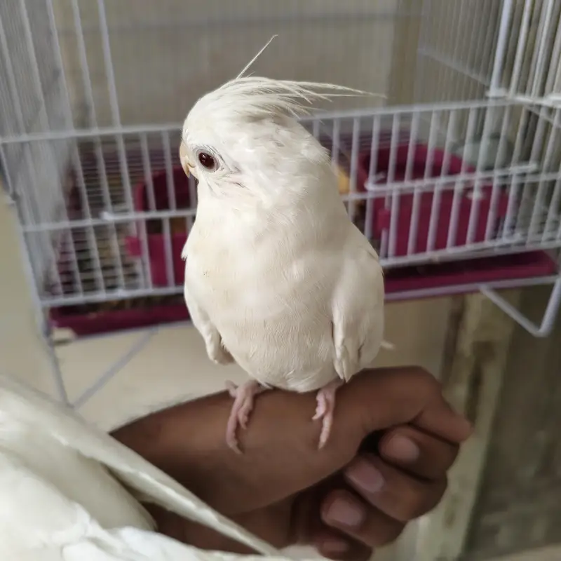 4 Beautiful Cockatiels  2 Hand Tame, Active Whistlers — photo 12