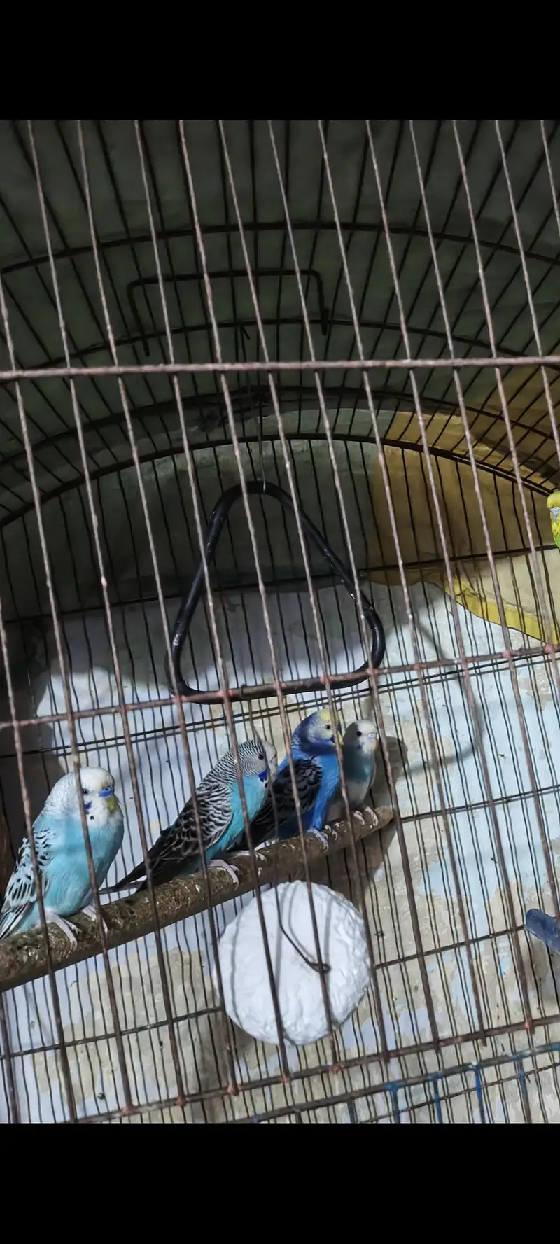 Australian parrot