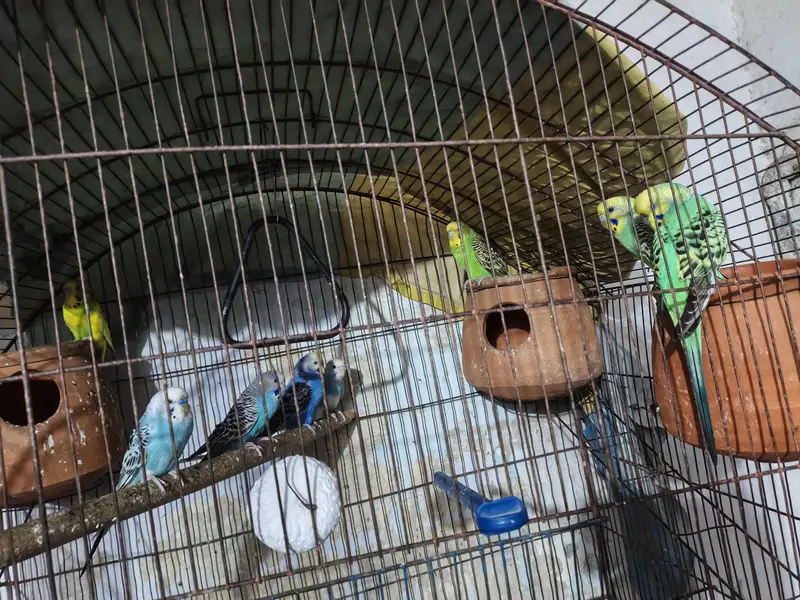 Australian parrot — photo 2