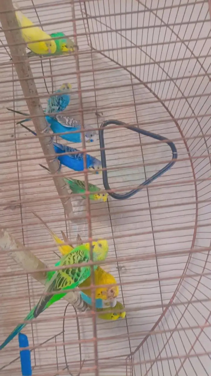 Australian parrot — photo 3