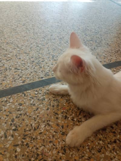 cute cat double coated