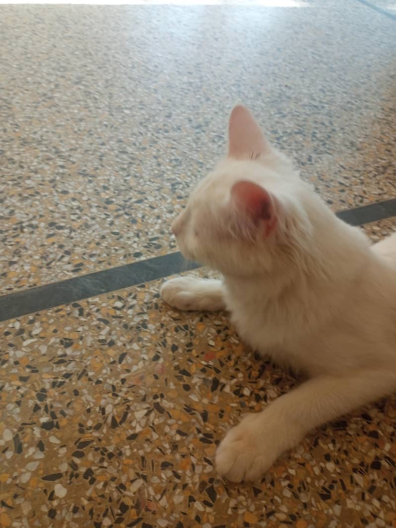 cute cat double coated 0