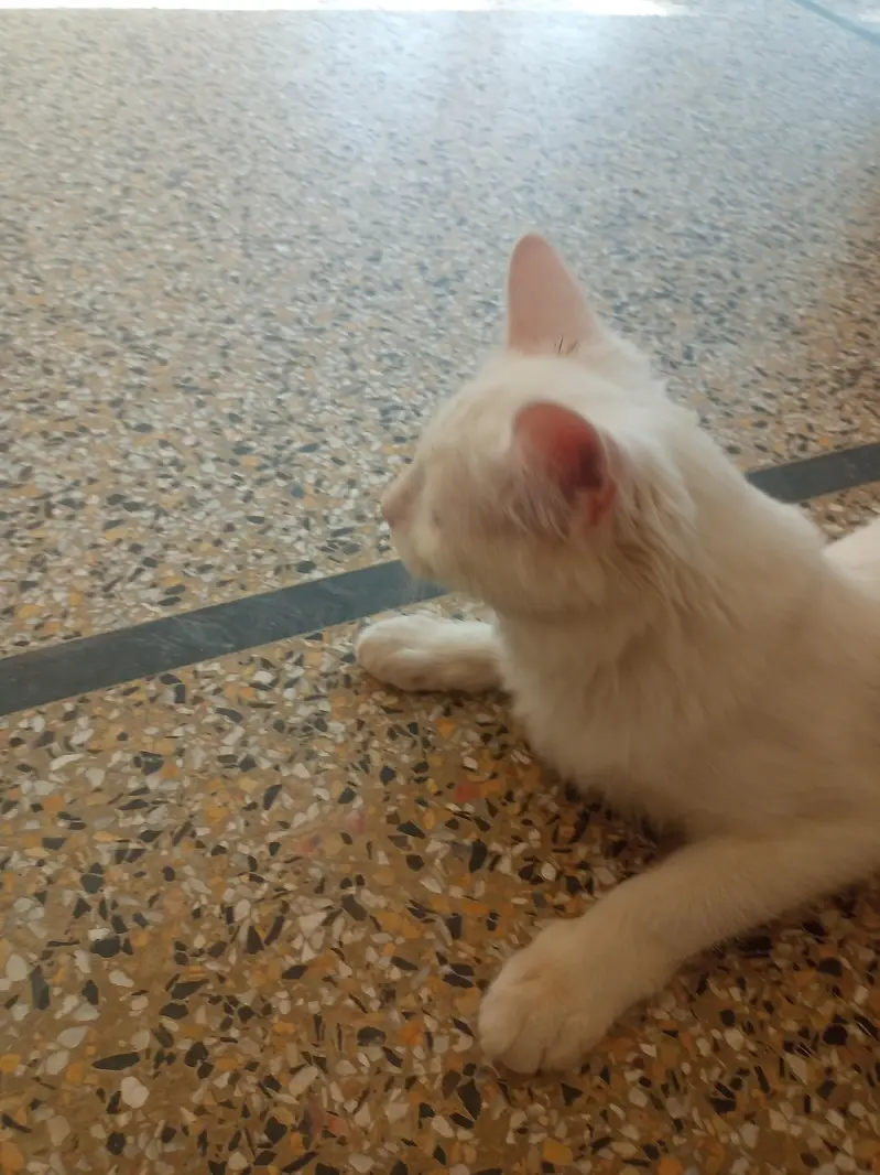 cute cat double coated