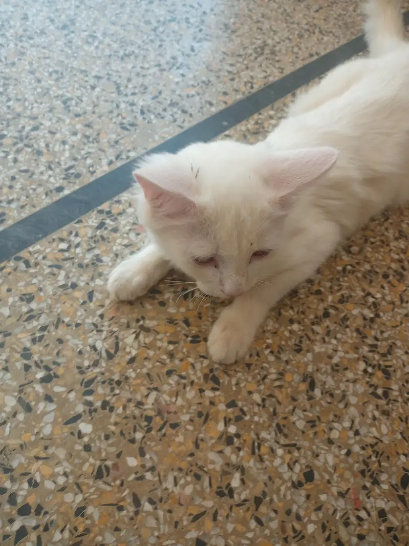 cute cat double coated — photo 2