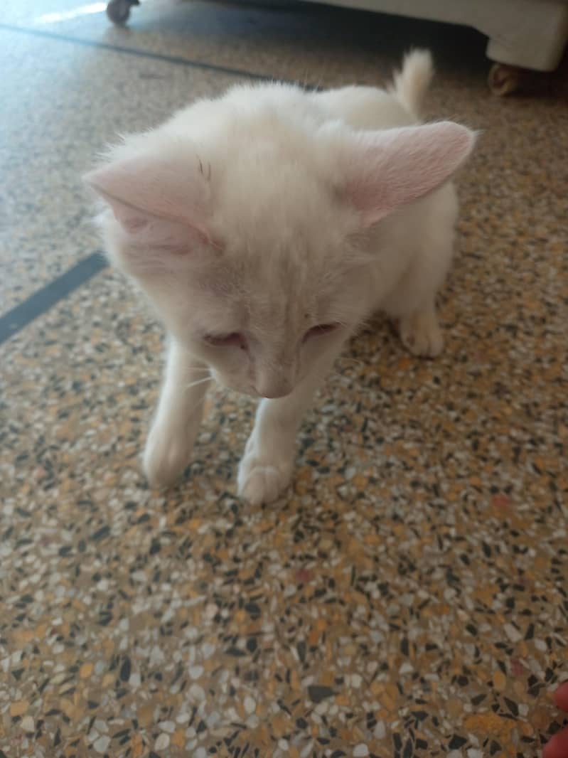 cute cat double coated 2