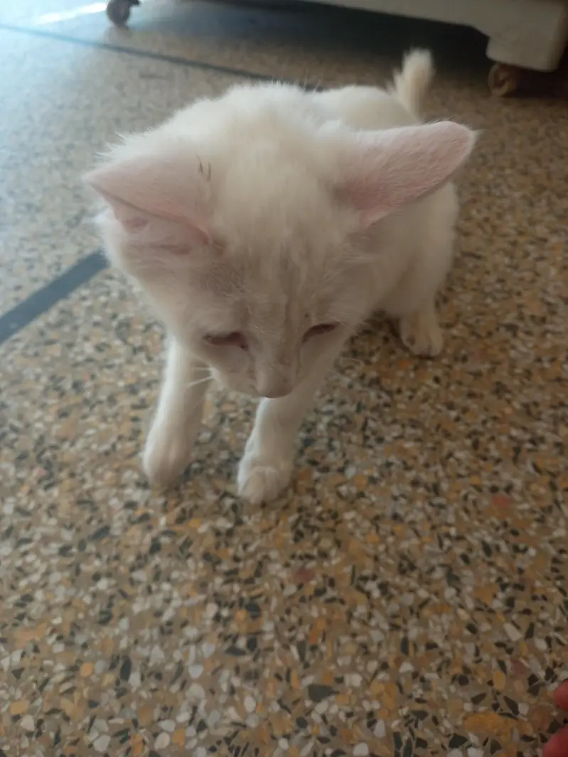 cute cat double coated — photo 3