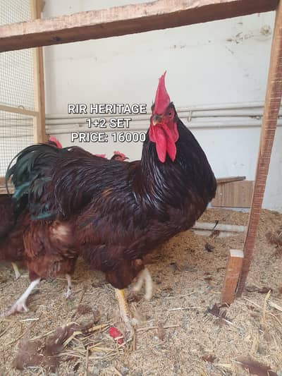 RIR heritage (1 male,2 female)