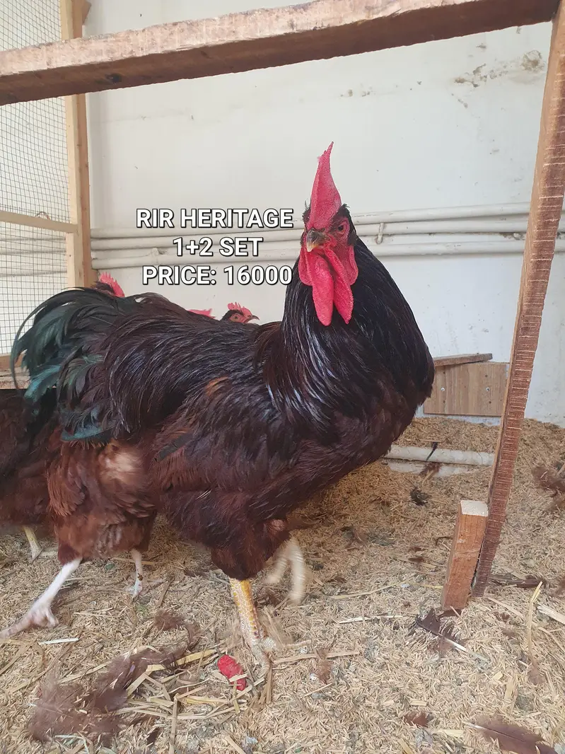 RIR heritage (1 male,2 female)
