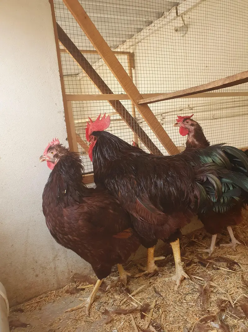 RIR heritage (1 male,2 female) — photo 3