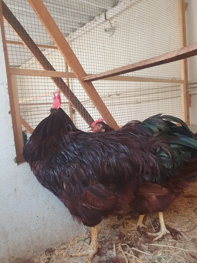 RIR heritage (1 male,2 female) — photo 4