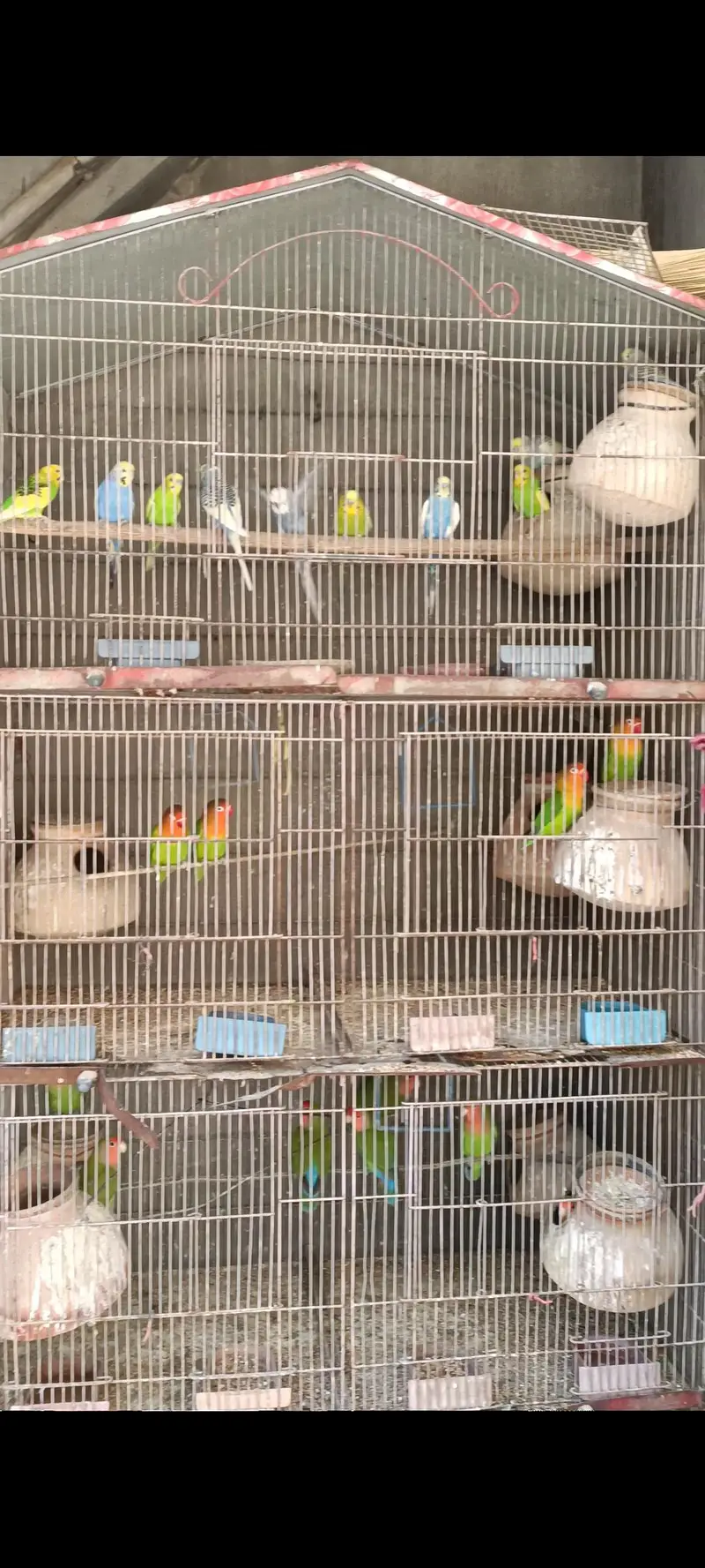 love birds or fishri mix Hain Kuch na Andy Bhi dia huwain hain