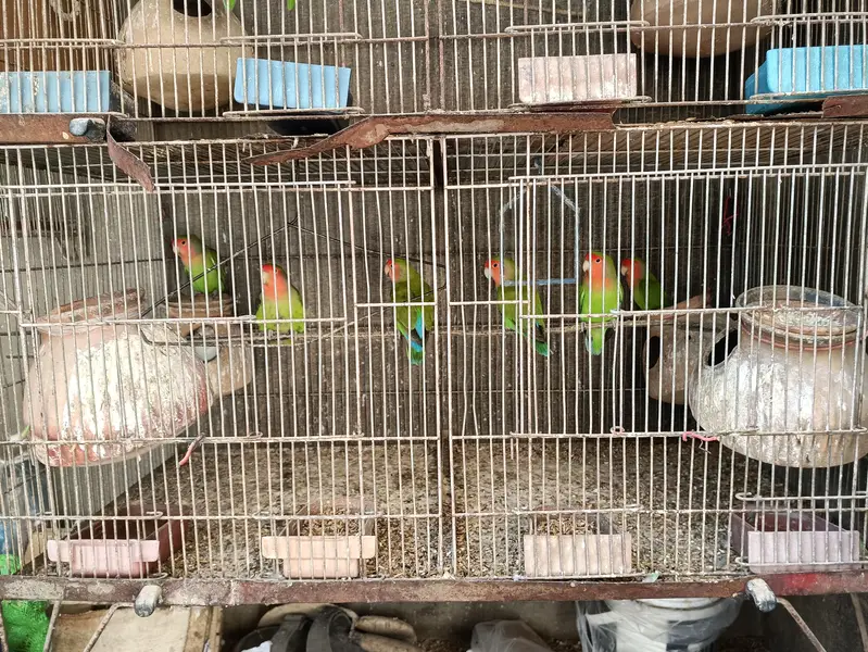 love birds or fishri mix Hain Kuch na Andy Bhi dia huwain hain — photo 2