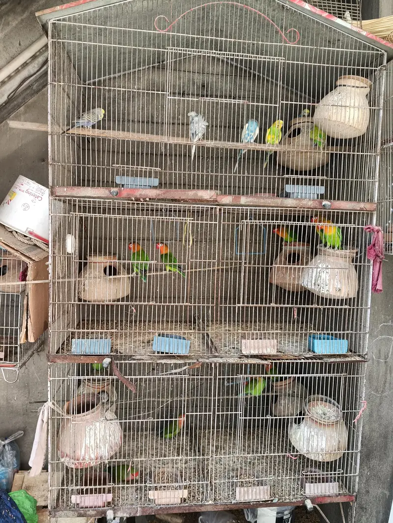 love birds or fishri mix Hain Kuch na Andy Bhi dia huwain hain — photo 3
