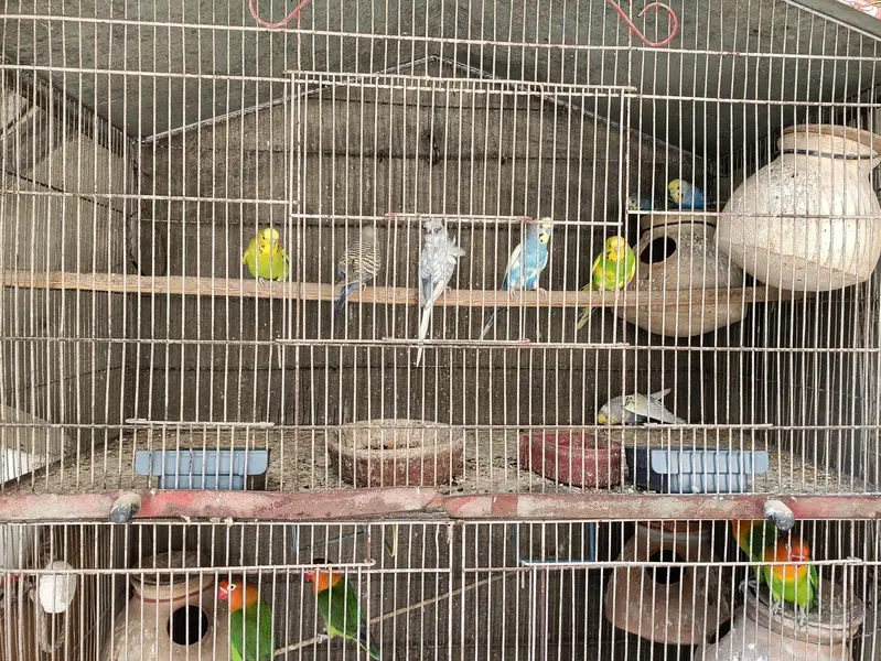 love birds or fishri mix Hain Kuch na Andy Bhi dia huwain hain — photo 4
