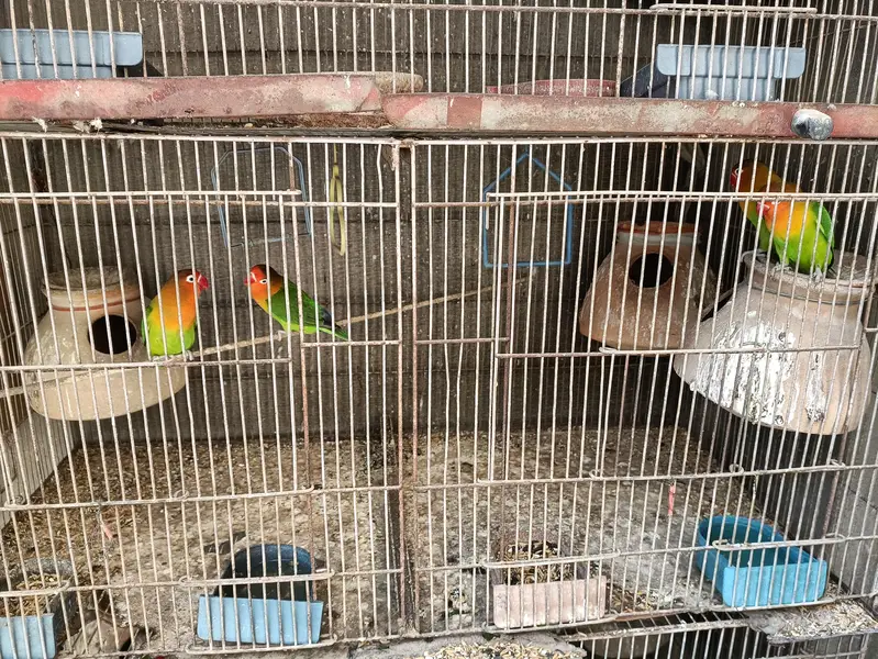 love birds or fishri mix Hain Kuch na Andy Bhi dia huwain hain — photo 5