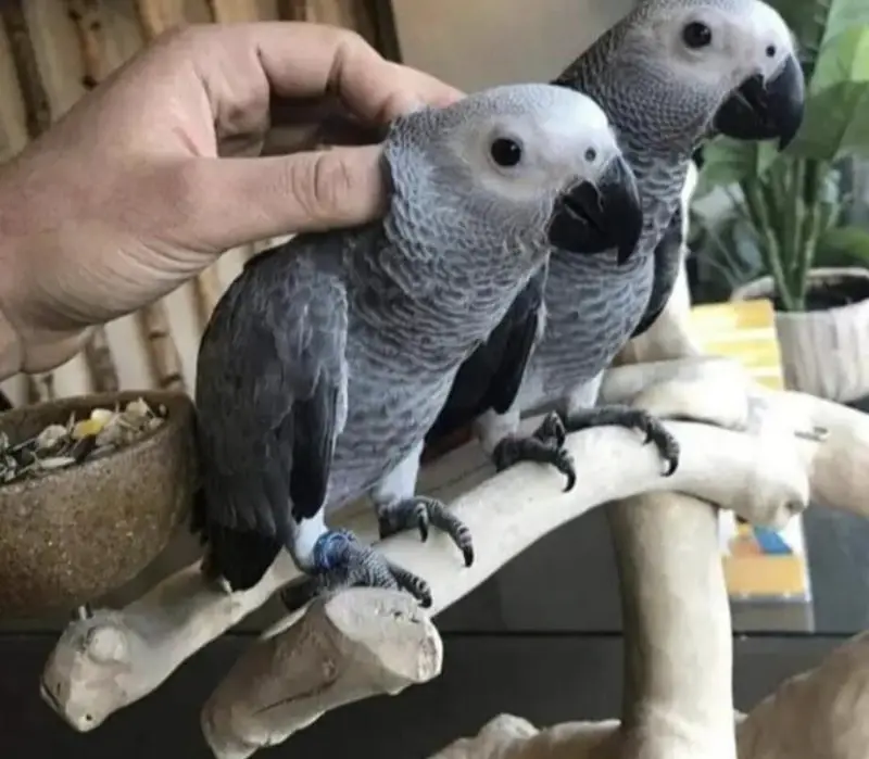 African Grey parrot for sale O3O9-31O-56-O2 my WhatsApp number